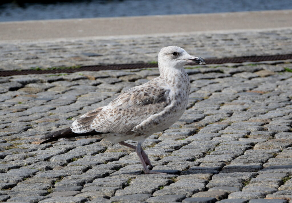 Augenzwinkernde Möwe am Hafen in Wismar von der Künstlerin Biggi Hopp fotografiert