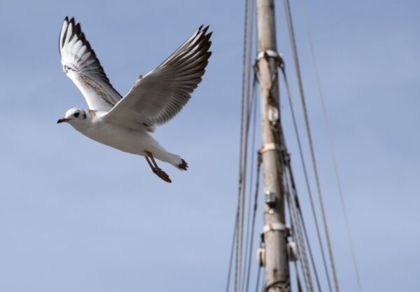 Die Künstlerin Biggi Hopp beobachtet ein fliegende Möwe, die sie malen wird in ihrem Atelier in St. Egidien